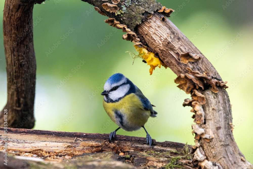 Obraz premium Blaumeise&nbsp;(Cyanistes caeruleu)