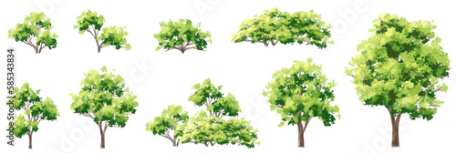 Vector watercolor of tree side view isolated on white background for landscape  and architecture drawing  elements for environment and garden  painting botanical for section and elevation 