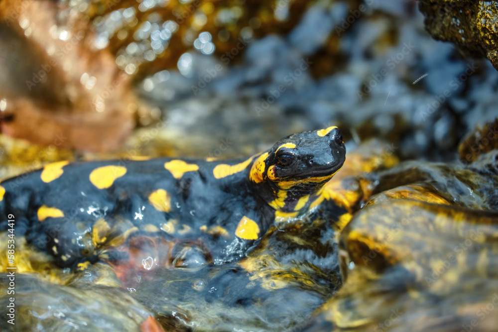 Beautiful lizard Fire salamander in water of a spring stream. An amphibian in a native habitat. Spring, the reproduction period at amphibia Beautiful lizard Fire salamander in water of a spring stream. An amphibian in a native habitat. Spring, the reproduction period at amphibia