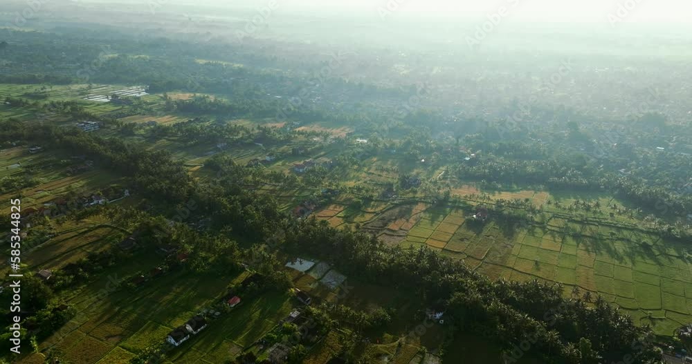 Drone view of Bali. Morning view above Ubud rice fields, arable water farm land, aerial Drone view of Bali. Morning view above Ubud rice fields, arable water farm land, aerial