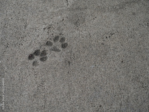コンクリートについた猫の足跡