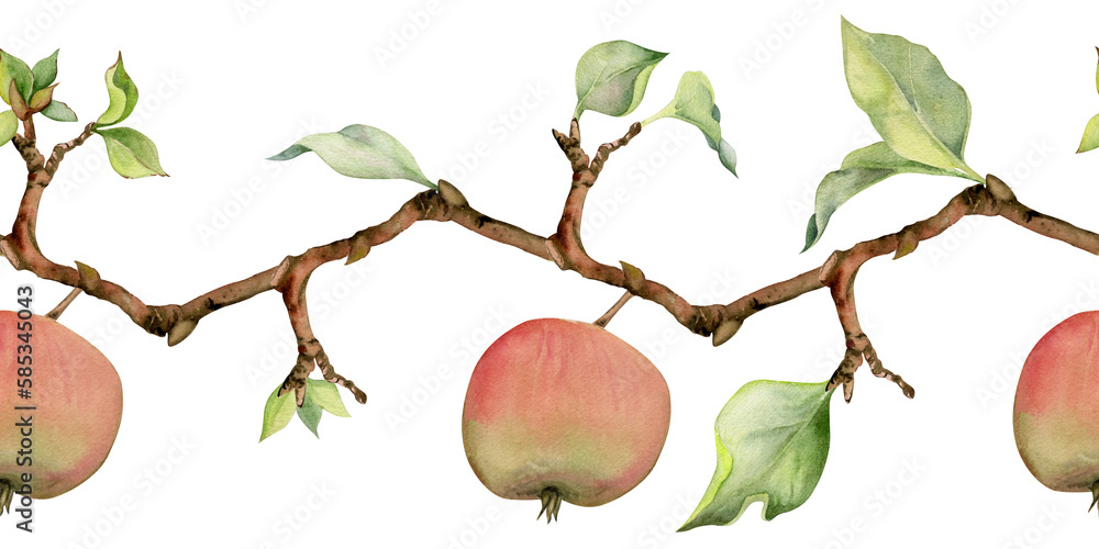 Hand drawn watercolor apple fruits, branches and leaves, red and green ...