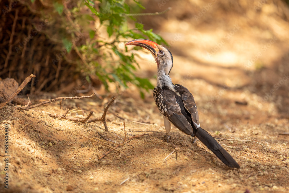 Obraz premium Red-billed hornbill (Tockus erythrorhynchus), Samburu National Reserve, Kenya.