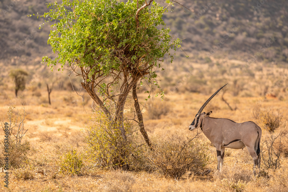 Fototapeta premium Beisa Oryx ( oryx beisa), adult in Savannah, Samburu National Reserve, Kenya.