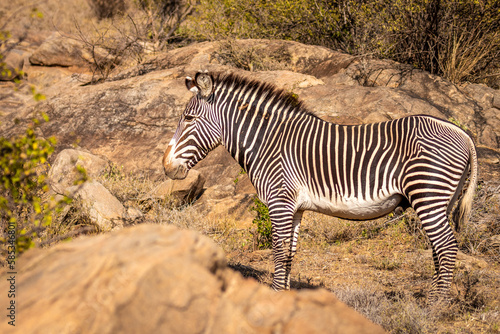 Gr  vy s zebra  Equus grevyi  watching  Samburu National Rerserve  Kenya.