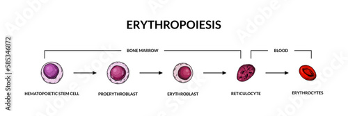 Red blood cells development. Erythropoiesis. Scientific microbiology vector illustration in sketch style