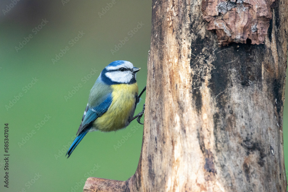 Fototapeta premium Blaumeise&nbsp;(Cyanistes caeruleu)