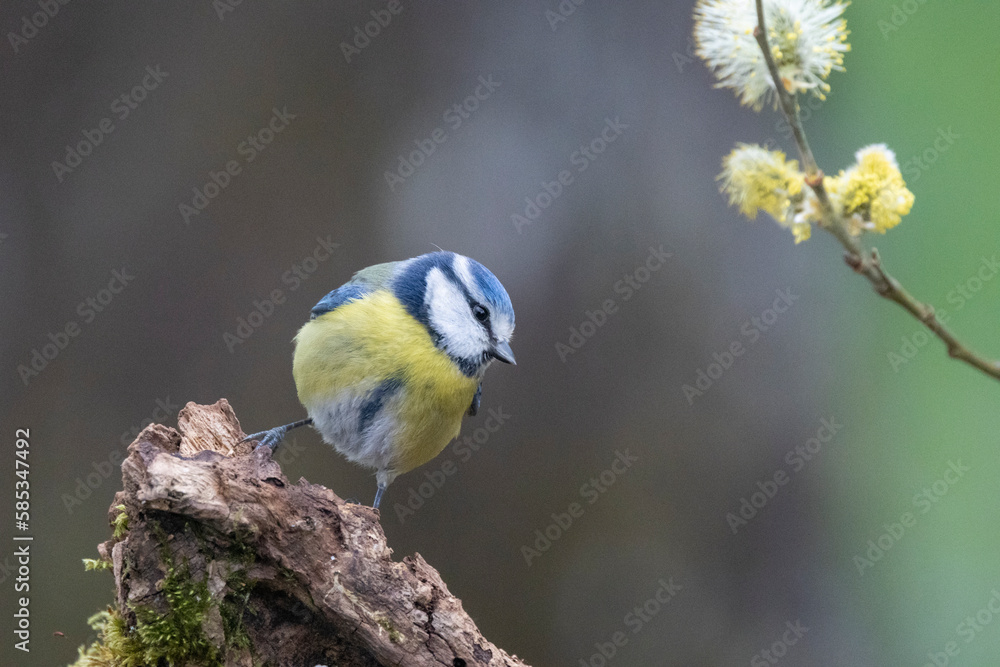 Fototapeta premium Blaumeise&nbsp;(Cyanistes caeruleu)