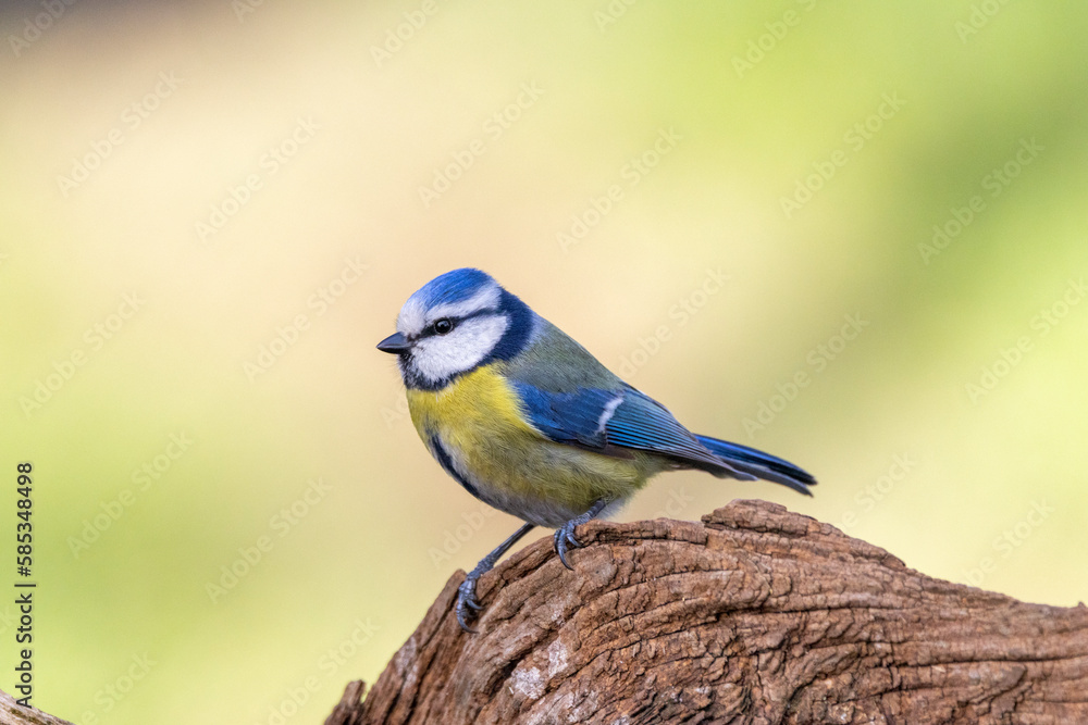 Blaumeise (Cyanistes caeruleu) Blaumeise (Cyanistes caeruleu)