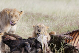 Lions feasting on buffalo prey