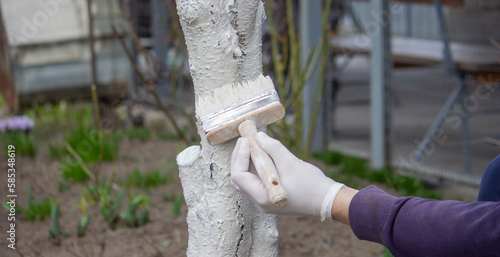 a male farmer covers a tree trunk with protective white paint against pests.