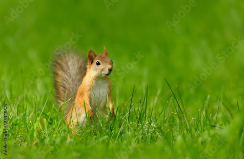 Red squirrel on a green grass © giedriius