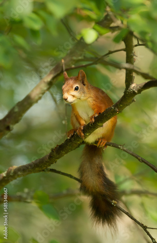 Red squirrel on a tree branch © giedriius