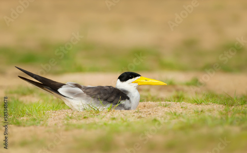 Yellow-billed tern on a river bank © giedriius