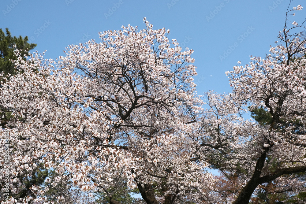 青空と大木の桜