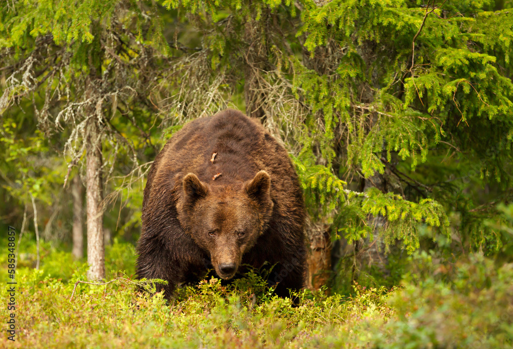 Impressive portrait of Eurasian Brown bear in a forest Impressive portrait of Eurasian Brown bear in a forest