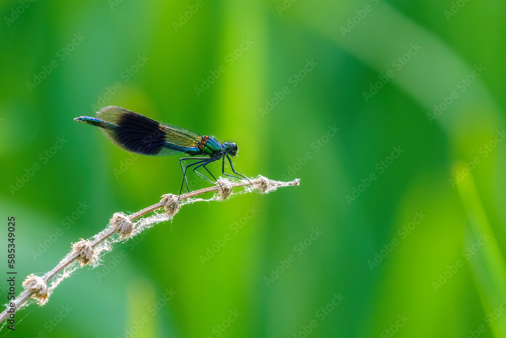Banded Demoiselle (Calopteryx splendens) perched on a dead stem, taken in the UK Banded Demoiselle (Calopteryx splendens) perched on a dead stem, taken in the UK