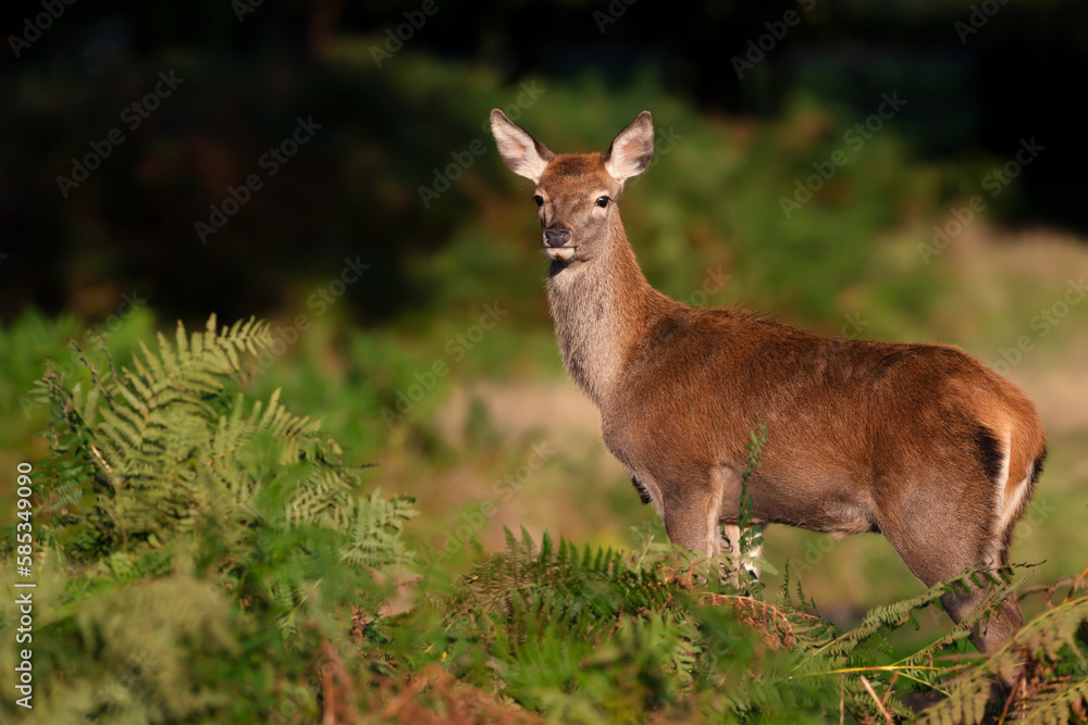 Red deer hind standing in bracken Red deer hind standing in bracken