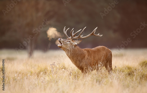 Photographie Red deer stag calling during rutting season in autumn