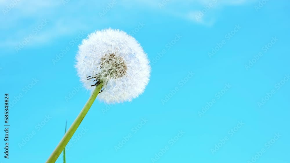White dandelion on blue sky background. Beauty in nature. Up view. Sunny meadow. Lawn weeds. Reach for the sun. Competition and goal achievement concept. Ideality. Ideal. Springtime. Soft focus. Blur. White dandelion on blue sky background. Beauty in nature. Up view. Sunny meadow. Lawn weeds. Reach for the sun. Competition and goal achievement concept. Ideality. Ideal. Springtime. Soft focus. Blur.