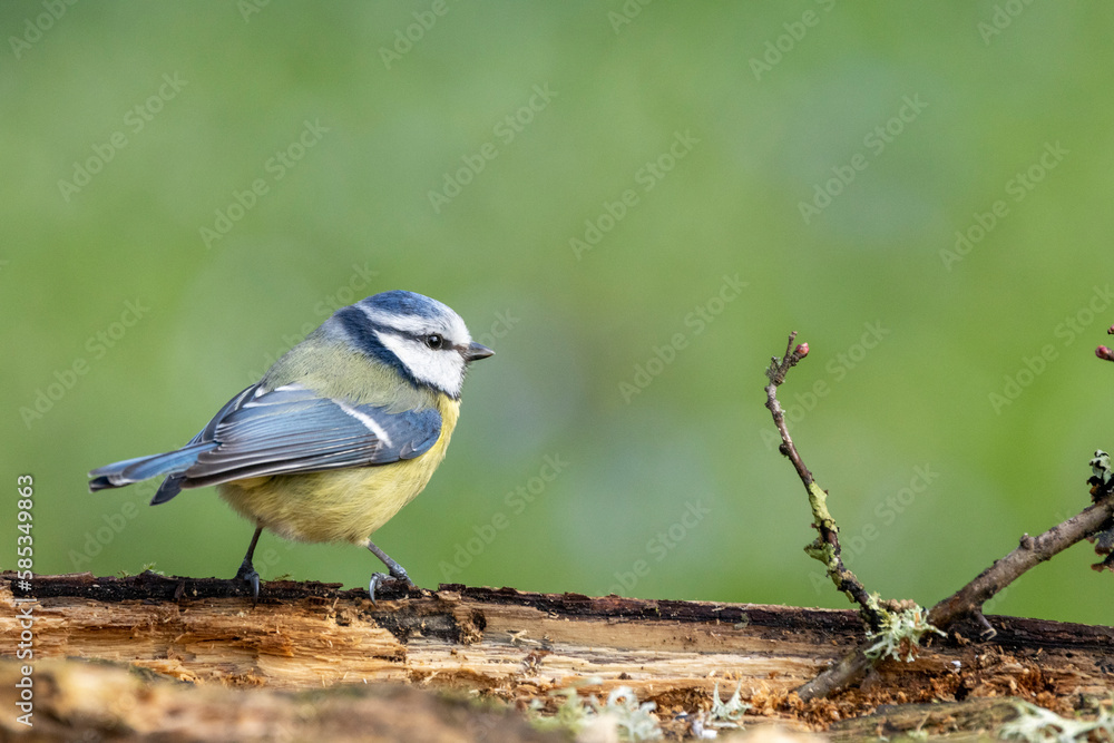 Obraz premium Blaumeise&nbsp;(Cyanistes caeruleu)