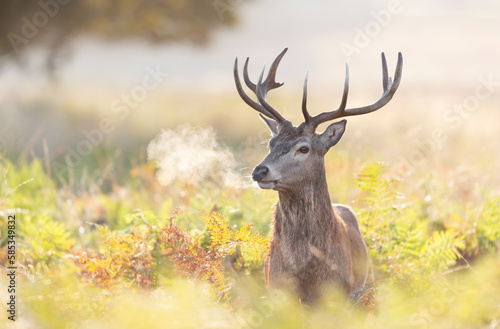 Red deer stag during rutting season in autumn at sunrise