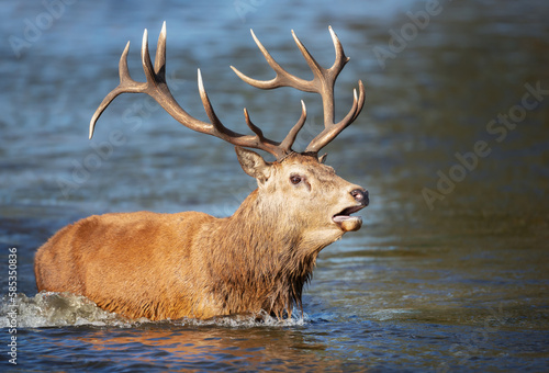 Red deer stag standing in water and calling during rutting season