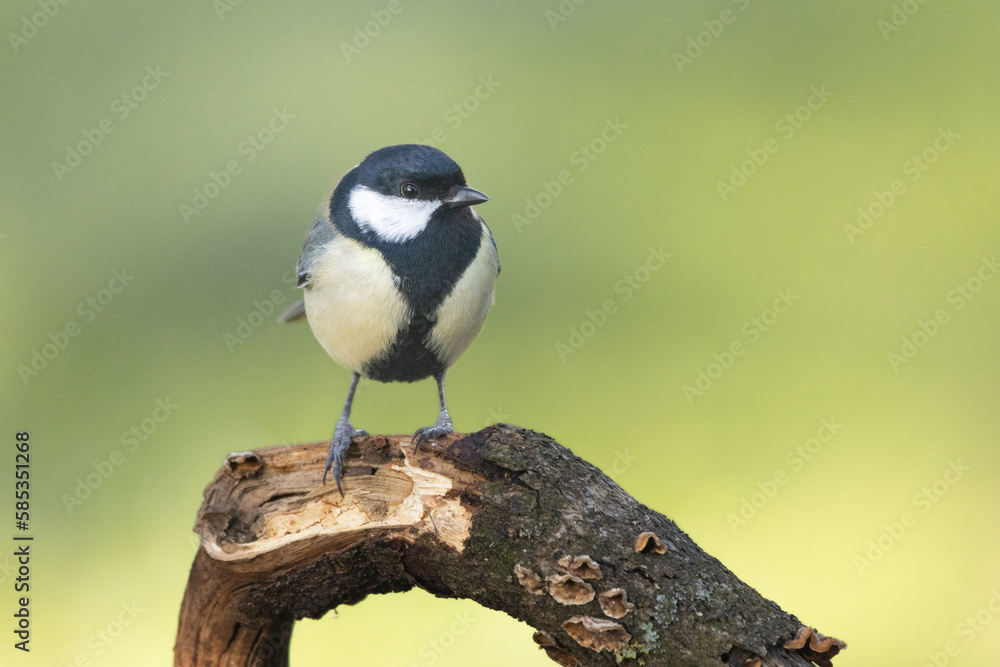 Naklejka premium Kohlmeise (Parus major)