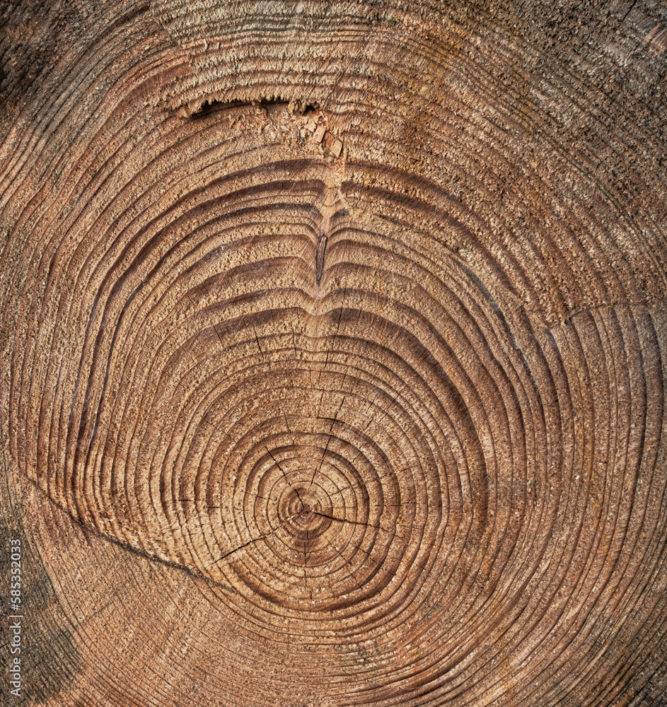 Naklejka premium Jahresringe eines Baumstamms