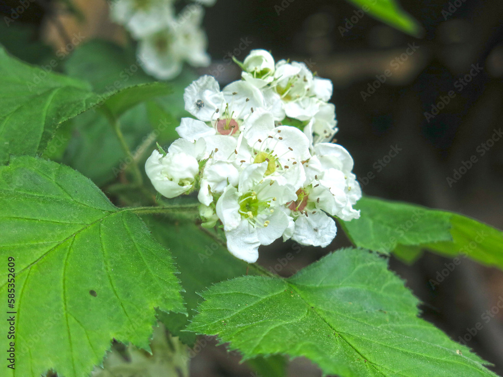 hawthorn blooms with white flowers in spring hawthorn blooms with white flowers in spring