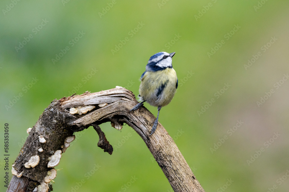 Fototapeta premium Blaumeise&nbsp;(Cyanistes caeruleu)