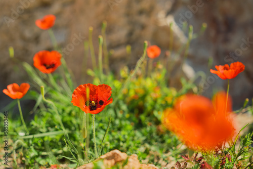 Poppies, blooming red poppies in a clearing, beautiful spring flowers with selective blur soft focus, red floral design or frame