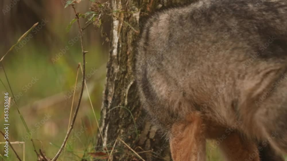 Funny Curious Cub Wolf, Canis Lupus, Gray Wolf, Grey Wolf playing Outdoors In Autumn Day. Puppy Wolf. Funny Curious Cub Wolf, Canis Lupus, Gray Wolf, Grey Wolf playing Outdoors In Autumn Day. Puppy Wolf.