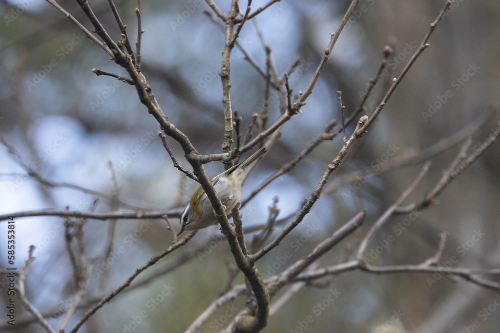 Schwanzmeise (Aegithalos caudatus) Schwanzmeise (Aegithalos caudatus)