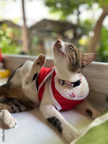 Cat is scratching herself with happy face
