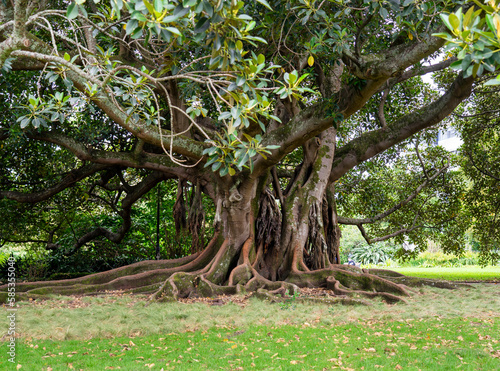 Moreton Bay mature fig tree