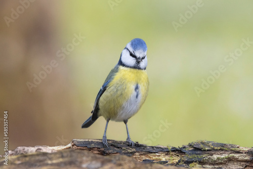 Blaumeise (Cyanistes caeruleu)