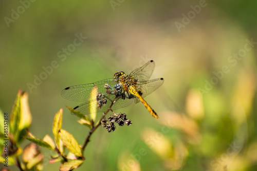 One yellow dragonfly sitting on a plant
