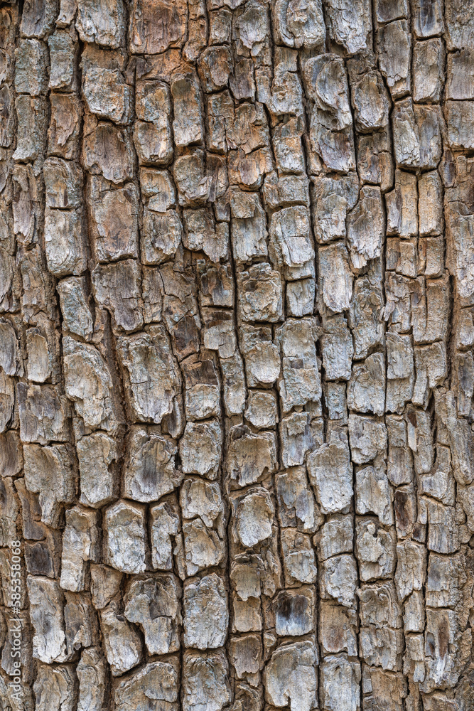 Textured graphic natural background : vertical closeup view of dipterocarpus alatus tropical tree bark, Thailand