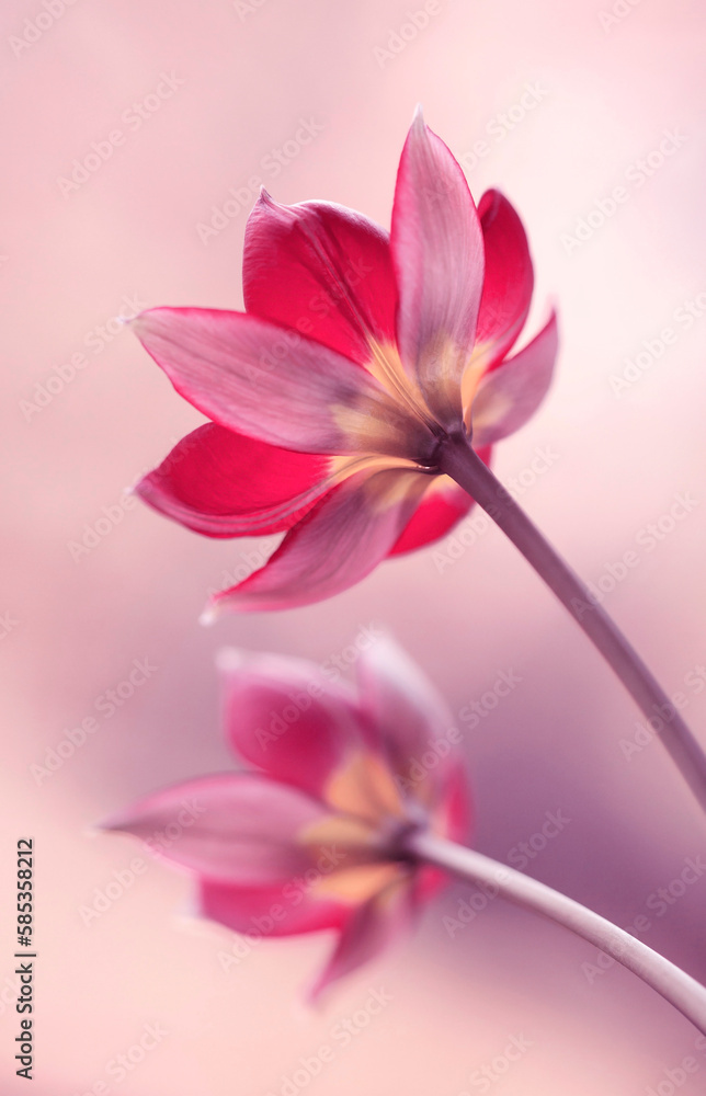 Wiosenne kwiaty - Tulipany botaniczne