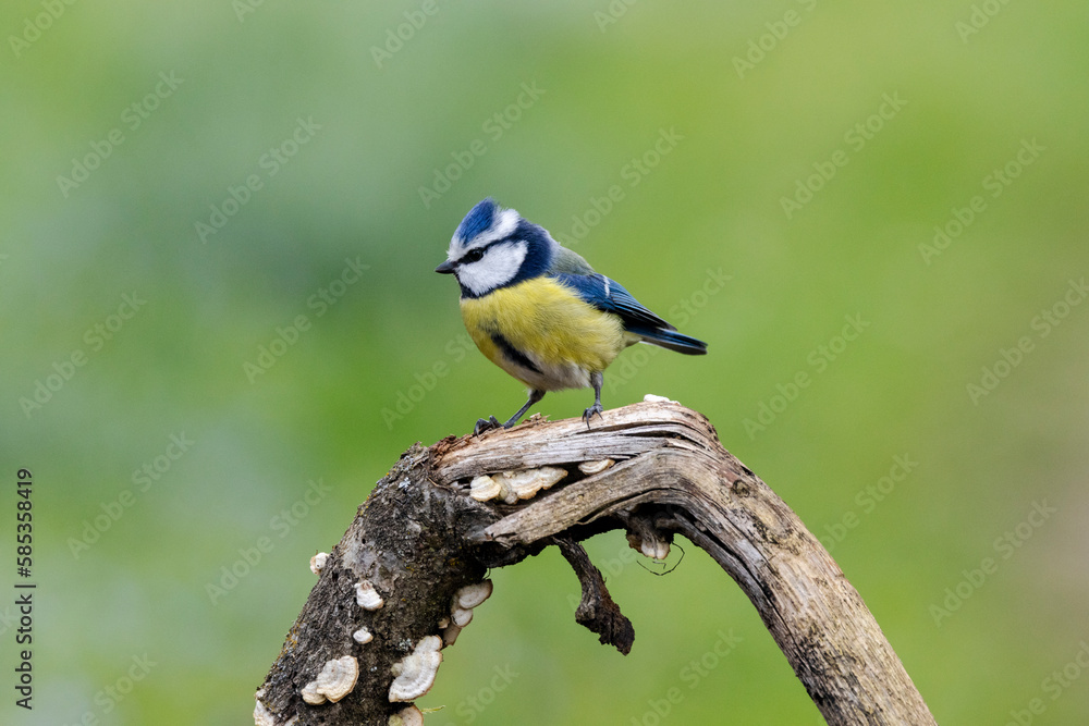 Fototapeta premium Blaumeise&nbsp;(Cyanistes caeruleu)