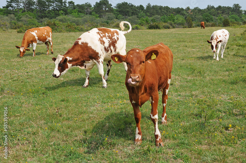 cows herd in a meadow in Sweden