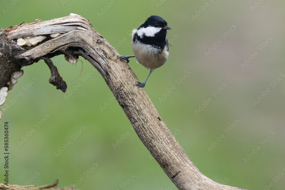 Fototapeta premium Tannenmeise (Periparus ater)