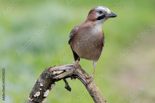 Eichelhäher (Garrulus glandarius)