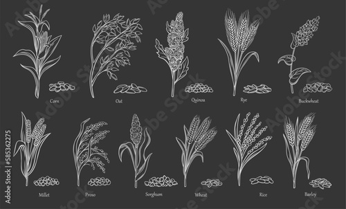 Grass CereGrass cereal crops outline icon white on black set vector illustration. Drawing agriculture crops with grain plants and seeds of farm harvest from field, sorghum quinoa corn rice buckwheat w