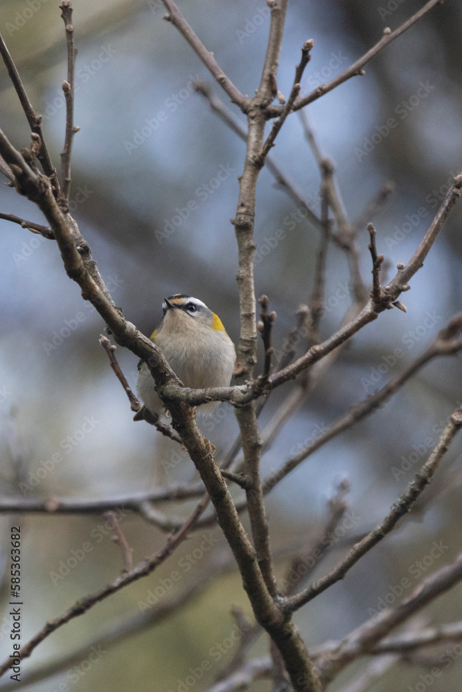 Schwanzmeise (Aegithalos caudatus) Schwanzmeise (Aegithalos caudatus)