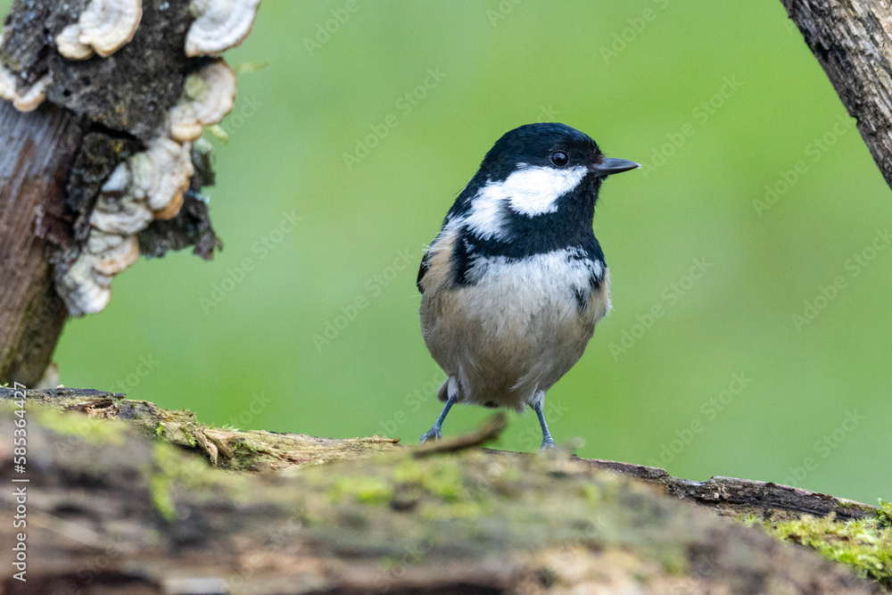 Obraz premium Tannenmeise (Periparus ater)