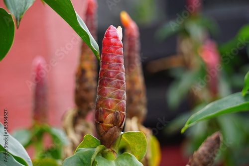 Costus woodsonii (Red Button Ginger, Costa Rica, dwarf cone ginger, Indian head ginger, Panama candle plant, red cane, scarlet spiral flag) flower. This plant uses to treat scabies and sores photo