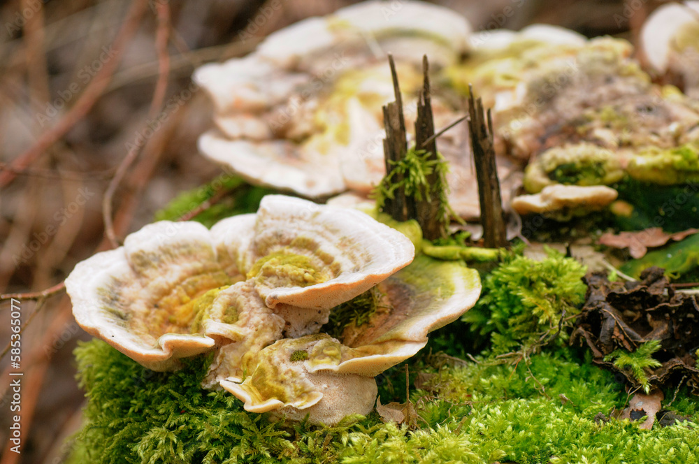 Mushrooms growing on a mossy tree stump in the forest Mushrooms growing on a mossy tree stump in the forest
