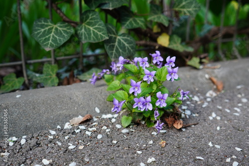 Foto Bunch of violets flowers striving to grow in adverse conditions through asphalt